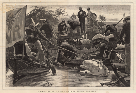 Swan-upping on the Thames above Windsor (engraving)