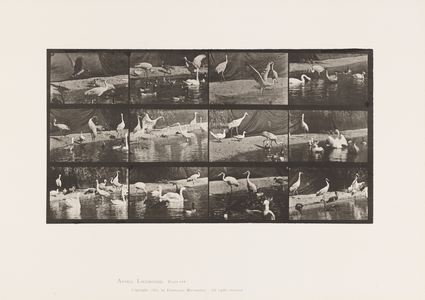 Plate 780. Storks; Swans, etc., 1885 (collotype on paper)