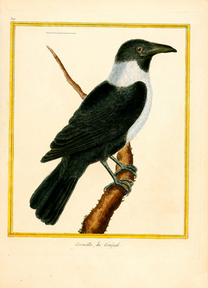 Crow from Senegal (print)