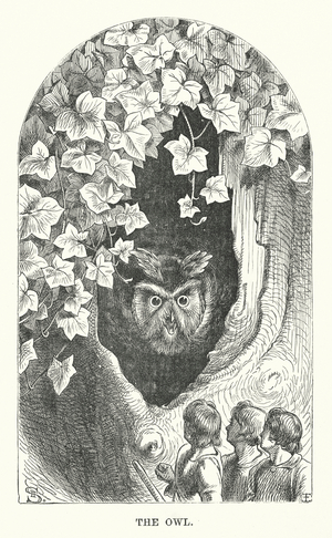 The owl (engraving)