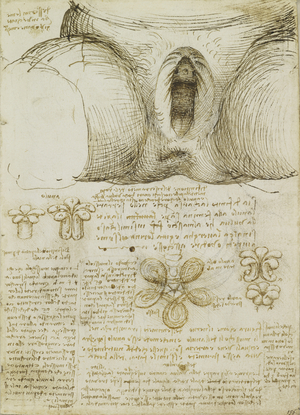 Recto: The vulva and anus, c.1508 (pen & ink on paper)