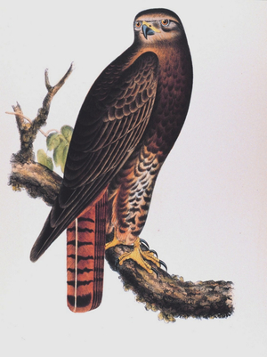 Red-Tailed Black Hawk (Buteo Calurus, Cassin)