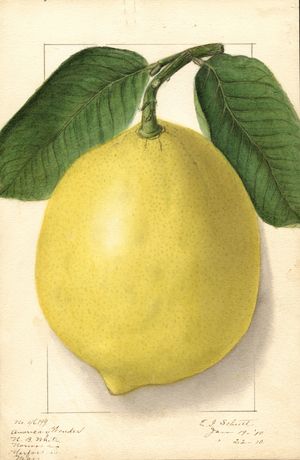 Lemon (Citrus limon: American Wonder) (watercolour)