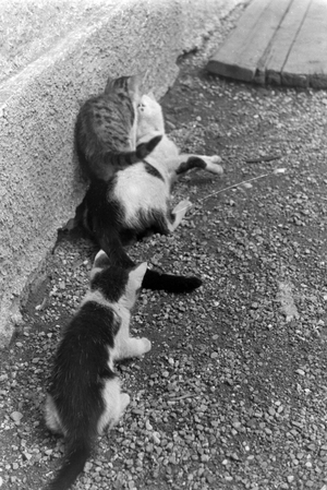 Cats you see on vacation, Germany 1930s (b/w photo)