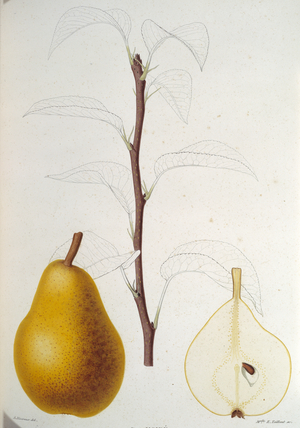 Pyrus moire