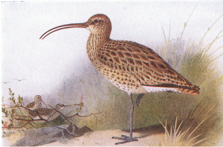 Curlew, from Birds of the British Isles and Their Eggs published by Frederick Warne & Co Ltd, 1958 (colour litho)