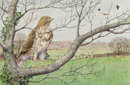 Honey Buzzard (w/c on paper)