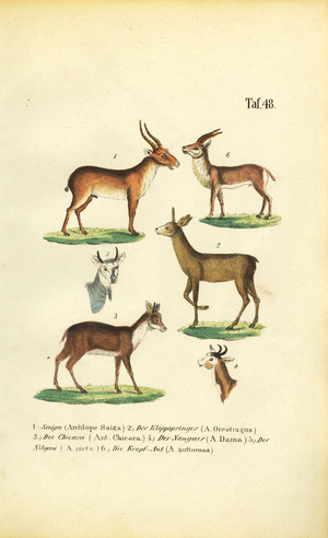 Various Antelope Species, 1850 (lithography)