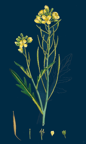 Digitaria Humifusa; Glabrous Finger-Grass
