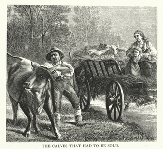 The calves that had to be sold (engraving)
