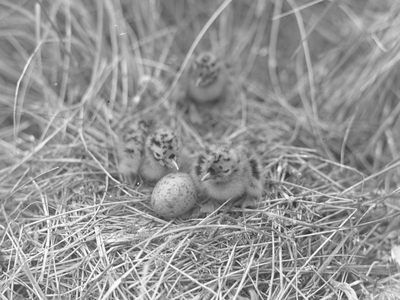 A view of three chicks and an egg on a nest, 1930s-60s (b/w photo)