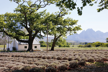 Franschhoek Lavender Fields (photo)