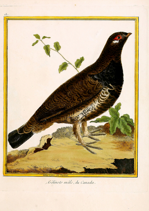 Male Canadian Spruce Grouse (print)