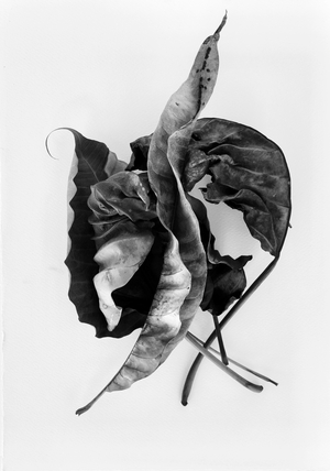 Homage To Rory McEwen Philia, Smoke and Ashes, Luxor, 2017 (b/w photo)