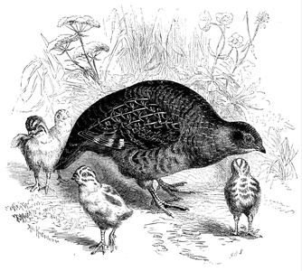 Partridge