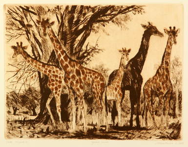 Giraffes, 1994 (drypoint)