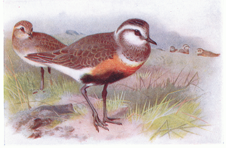 Dotterell, from Birds of the British Isles and Their Eggs published by Frederick Warne & Co Ltd, 1958 (colour litho)