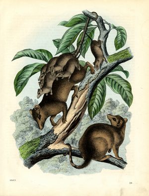 Tree shrews and their young (hand-coloured litho)