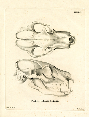 Aardwolf Skul (coloured engraving)