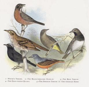 White's Thrush, The Black-throated Ouzelze, The Rock Thrush, The Gold-vented Bulbul, The Siberian Thrush, The American Robin (chromolitho)