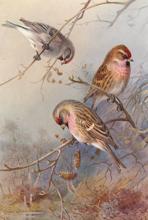 Greenland Redpoll, Lesser Redpoll, Mealy Redpoll (colour litho)