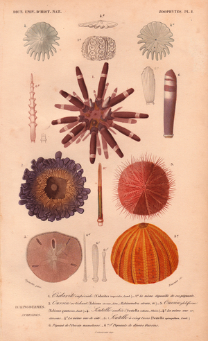 Different types of colorful sea urchins and their spines, from Charles d'Orbigny's "Dictionnaire Universel d'Histoire Naturelle" (Universal Dictionary of Natural History) 1849 (hand-coloured engraving)