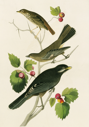Perisorius canadensis, Catharus guttatus, Myadestes townsendi, Plate 419 from John James Audubon's Birds of America, original double elephant folio, 1827-30 (hand-coloured aquatint)