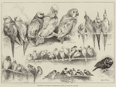 Bird-Show of the London Ornithological Society at the Royal Aquarium (engraving)