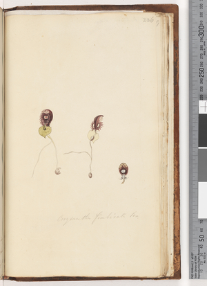 Page 226. Corysanthes fimbriata Br / Fringed Helmet Orchid (w/c)