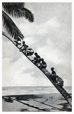 Children on coconut tree, c.1900 (b/w photo)