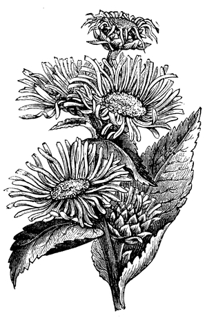 Elecampane