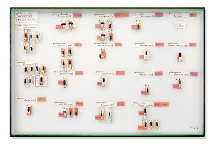 Stag Beetle Collection of Hughes Bomans
