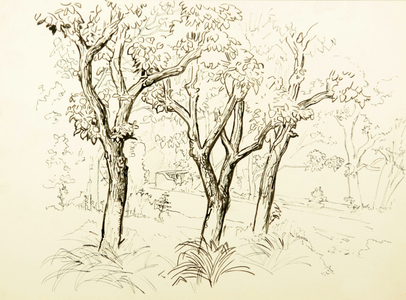 Trees, 1968 (tempera on paper)