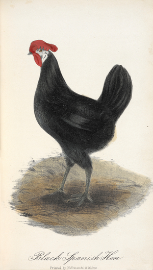 Black Spanish Hen