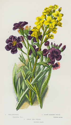 Flowering Plants of Great Britain: Wallflower, Hoary Shrubby Stock, Great Sea Stock (colour litho)