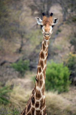 Kruger National Park, Giraffe ( (Giraffa camelopardalis ) in savanna, Portrait, South Africa (photo)
