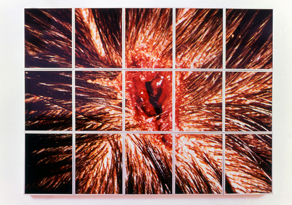 Bullet Hole, 1988 (Cibachrome mounted of fifteen light boxes)