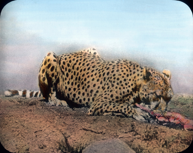 At the big cats' cage