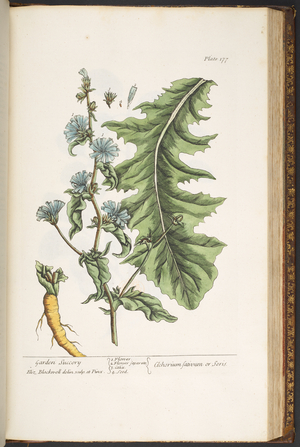 Plate 177, from 'A Curious Herbal', 1737 (coloured engraving)