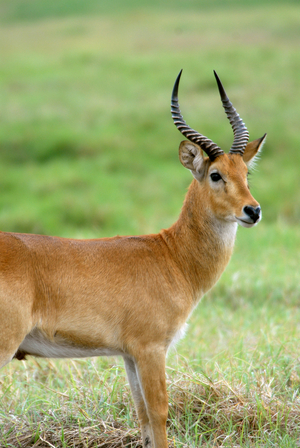 Zambia