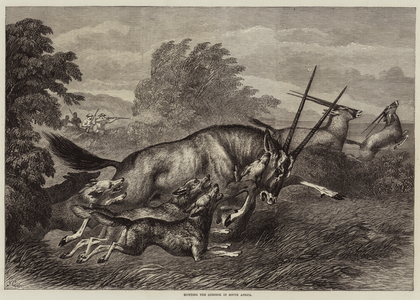 Hunting the Gemsbok in South Africa (engraving)