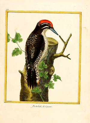 Woodpecker from Cayenne (print)