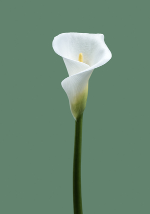 Calla Lily No. 02, 2021 (photo)
