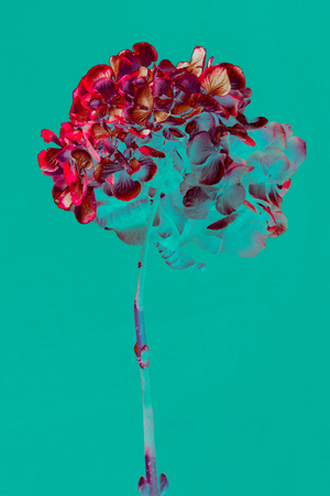 Hydrangea, 2018 (photo)