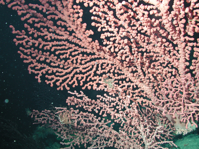 Bubble gum coral (Paragorgia arborea) and small blue scale worms (Family Polynoidae)