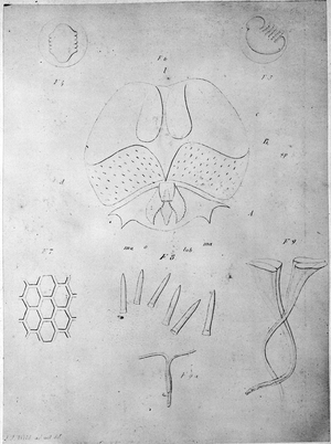 Wild's Drawing 'Animals from Dredge'