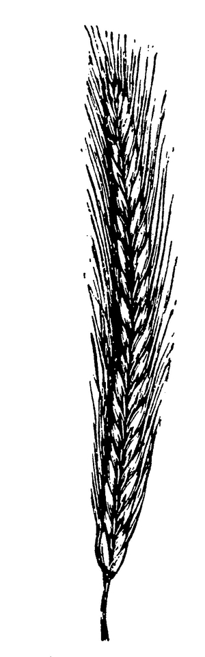 Rye