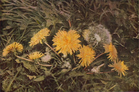 Wild flowers: Dandelion (colour photo)