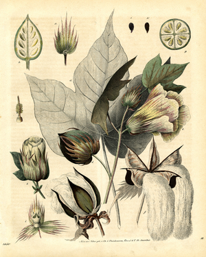 Cotton Plant with Flowers and Fruit Clusters (hand-coloured litho)