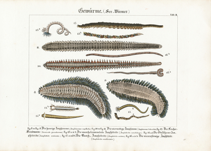Marine Annelids and Polychaetes, 1821 (lithography)